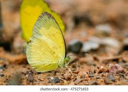 Attēlu rezultāti vaicājumam “Pieridae”