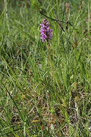Attēlu rezultāti vaicājumam “Dactylorhiza traunsteineri”