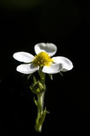 Attēlu rezultāti vaicājumam “Fragaria moschata flower”