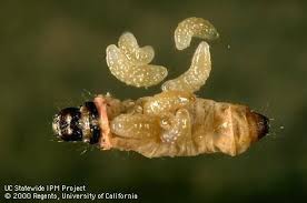 Attēlu rezultāti vaicājumam “Gynaephora selenitica larva”