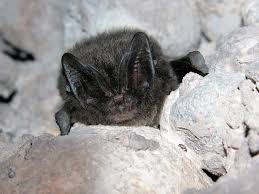 Attēlu rezultāti vaicājumam “Barbastella barbastellus”