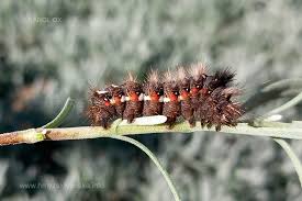 Attēlu rezultāti vaicājumam “Acronicta rumicis larva”