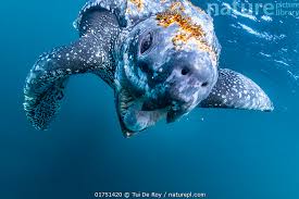 Image result for Dermochelys coriacea