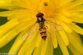 Attēlu rezultāti vaicājumam “Episyrphus balteatus”