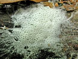 Attēlu rezultāti vaicājumam “Trechispora mollusca”