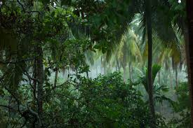 Image result for лес,