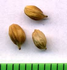 Attēlu rezultāti vaicājumam “Carex panicea fruit”