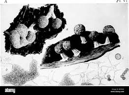 Attēlu rezultāti vaicājumam “Physarum rubiginosum plasmodium”