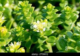 Attēlu rezultāti vaicājumam “Honckenya peploides flower”