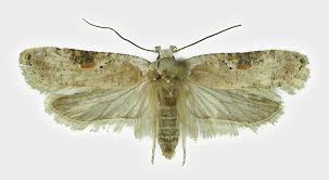 Attēlu rezultāti vaicājumam “Agonopterix ciliella”