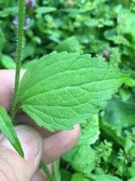 Attēlu rezultāti vaicājumam “Galinsoga quadriradiata leaf”