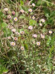 Attēlu rezultāti vaicājumam “Erigeron acris”
