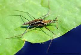 Attēlu rezultāti vaicājumam “Limnoporus rufoscutellatus”