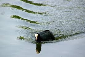 Attēlu rezultāti vaicājumam “Fulica atra”