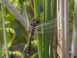 Attēlu rezultāti vaicājumam “Leucorrhinia caudalis male”