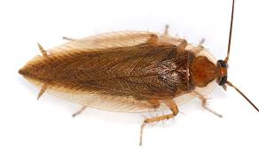 Attēlu rezultāti vaicājumam “Ectobius sylvestris nymph”