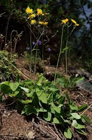 Attēlu rezultāti vaicājumam “Hieracium murorum flower”