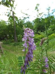 Attēlu rezultāti vaicājumam “Vicia cracca”