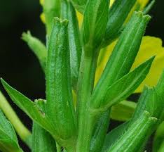 Attēlu rezultāti vaicājumam “Oenothera biennis fruit”