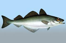 Image result for Pollachius virens