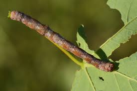 Attēlu rezultāti vaicājumam “Biston strataria”