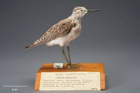 Attēlu rezultāti vaicājumam “Tringa glareola”