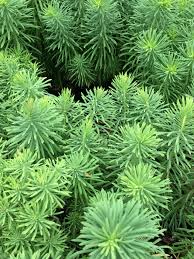 Attēlu rezultāti vaicājumam “Euphorbia cyparissias fruit”