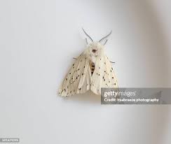 Attēlu rezultāti vaicājumam “Yponomeutidae”