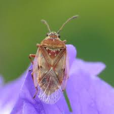 Attēlu rezultāti vaicājumam “Kleidocerys resedae”