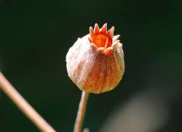 Attēlu rezultāti vaicājumam “Silene baccifera fruit”