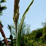 Attēlu rezultāti vaicājumam “Holcus lanatus  fruit”