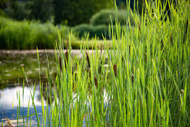 Image result for Rohrkolben