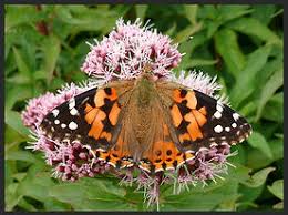 Attēlu rezultāti vaicājumam “Vanessa cardui”