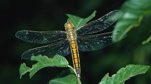 Attēlu rezultāti vaicājumam “Orthetrum cancellatum”