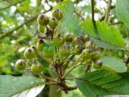 Attēlu rezultāti vaicājumam “Sorbus intermedia fruit”