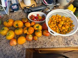 Afbeeldingsresultaat voor broad ripple yellow currant tomato