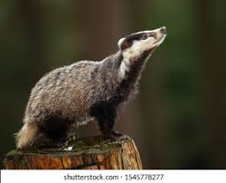 Attēlu rezultāti vaicājumam “Meles meles”