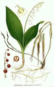 Attēlu rezultāti vaicājumam “Convallaria majalis leaf”