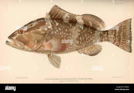Image result for Epinephelus morio