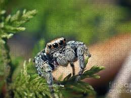 Attēlu rezultāti vaicājumam “Evarcha falcata”