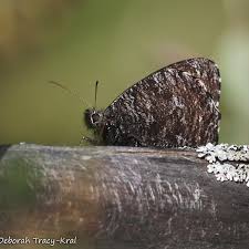 Attēlu rezultāti vaicājumam “Oeneis jutta underside”