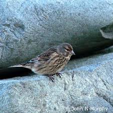 Attēlu rezultāti vaicājumam “Carduelis cannabina”