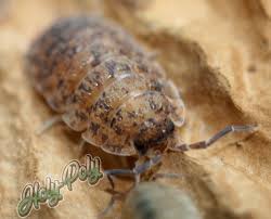 Attēlu rezultāti vaicājumam “Porcellio scaber”
