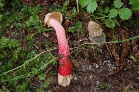 Attēlu rezultāti vaicājumam “Mutinus ravenelii”