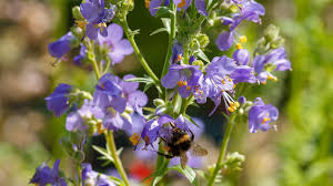 Attēlu rezultāti vaicājumam “Polemonium caeruleum leaf”