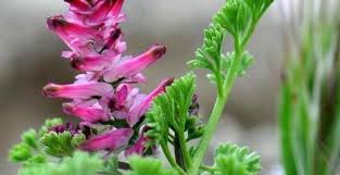 Attēlu rezultāti vaicājumam “Fumaria officinalis leaf”