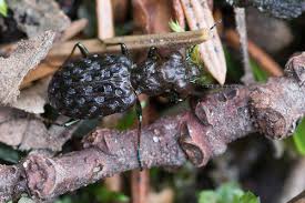 Attēlu rezultāti vaicājumam “Elaphrus cupreus”