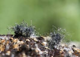 Attēlu rezultāti vaicājumam “Melanospora lagenaria”