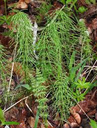 Attēlu rezultāti vaicājumam “Equisetum pratense”