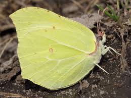 Attēlu rezultāti vaicājumam “Gonepteryx rhamni female”
